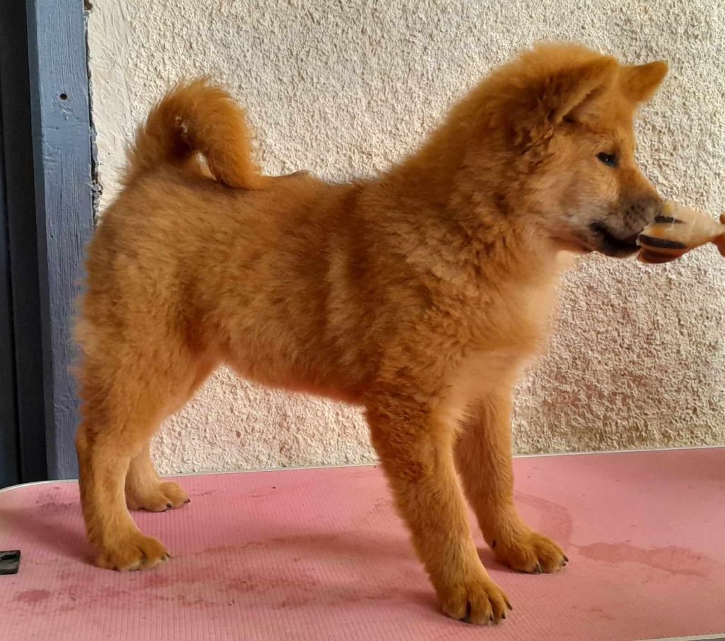 de nibele - CHIOTS EURASIER