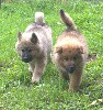  - CHIOTS EURASIER