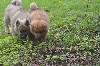  - CHIOTS EURASIER