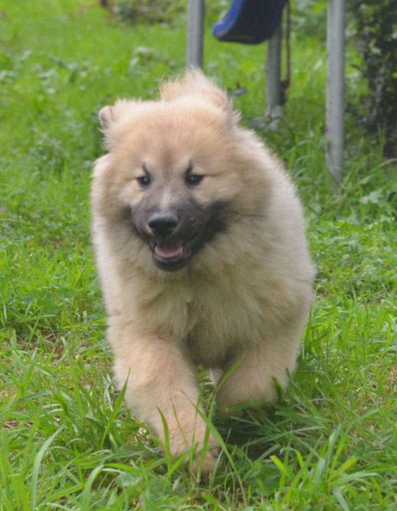 de nibele - CHIOTS EURASIER