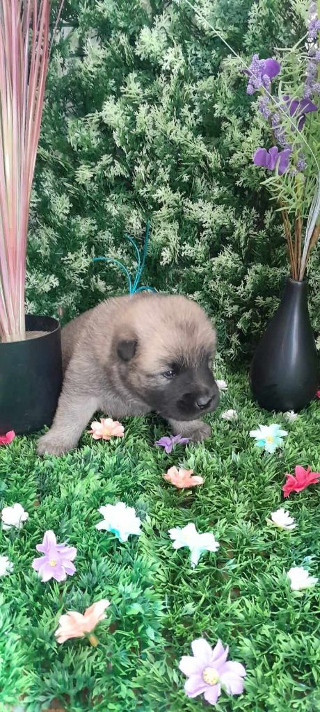 de nibele - Chiot disponible  - Eurasier