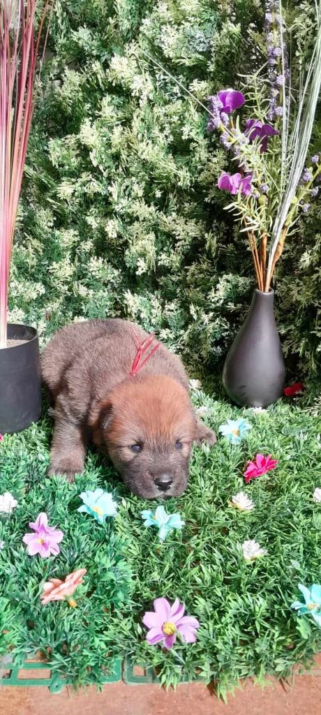 de nibele - Chiot disponible  - Eurasier