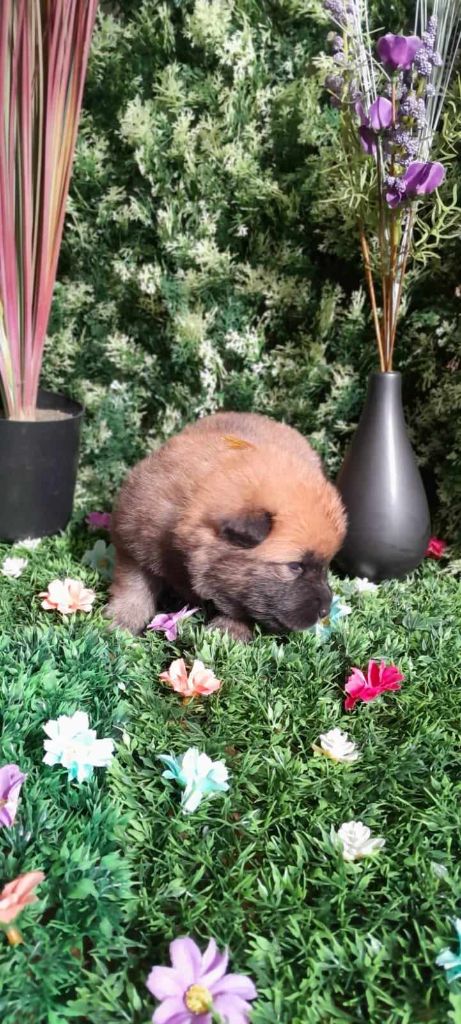 de nibele - Chiot disponible  - Eurasier