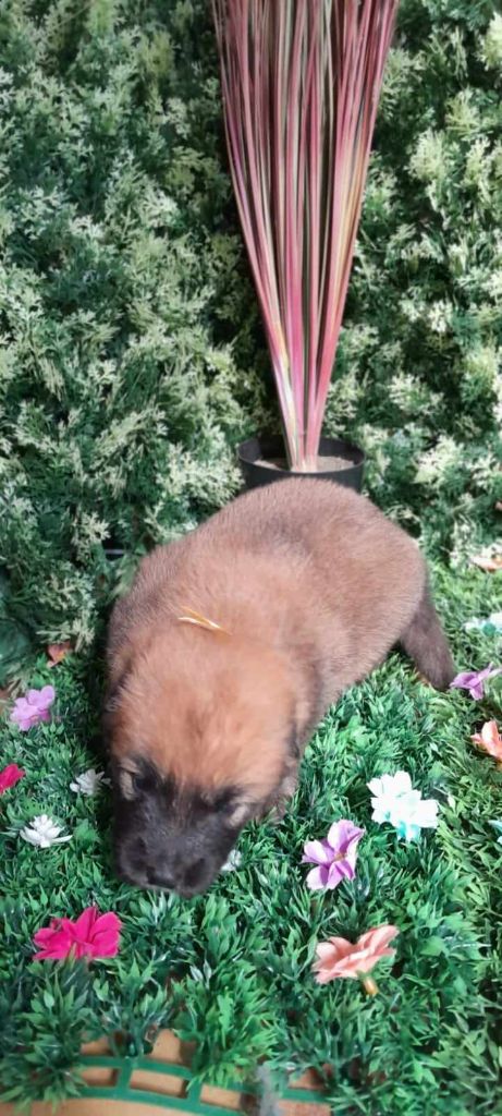 de nibele - Chiot disponible  - Eurasier