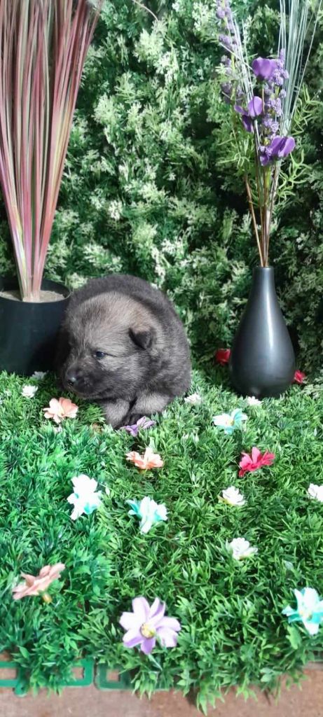 de nibele - Chiot disponible  - Eurasier