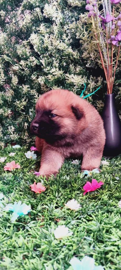 de nibele - Chiot disponible  - Eurasier