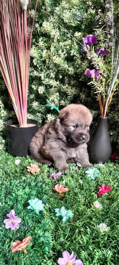 de nibele - Chiot disponible  - Eurasier