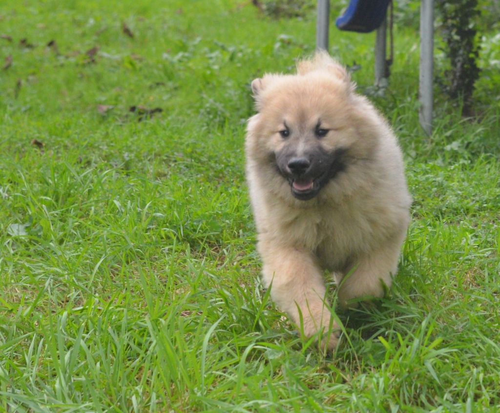 de nibele - Chiot disponible  - Eurasier