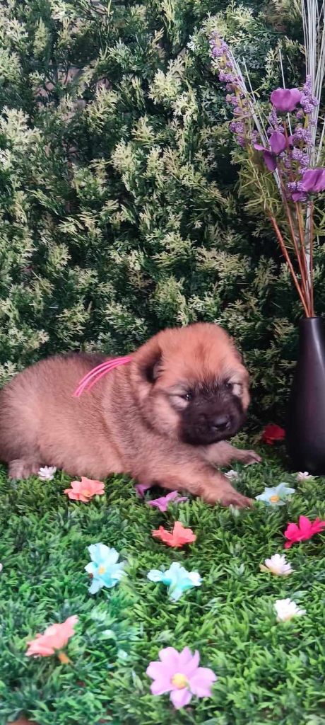 de nibele - Chiot disponible  - Eurasier