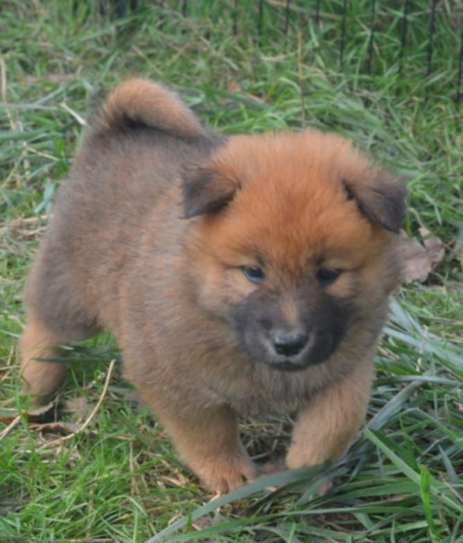 de nibele - Chiot disponible  - Eurasier