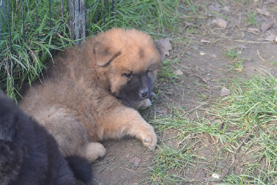 de nibele - Eurasier - Portée née le 15/08/2024