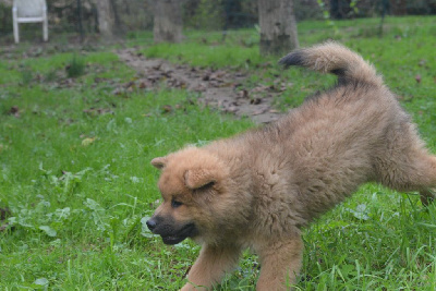 de nibele - Eurasier - Portée née le 15/08/2024