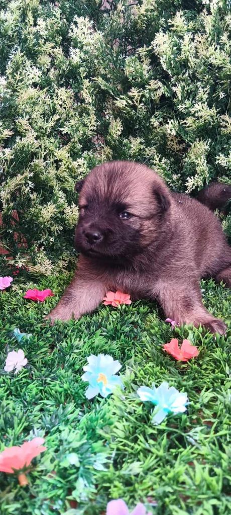 de nibele - Chiot disponible  - Eurasier