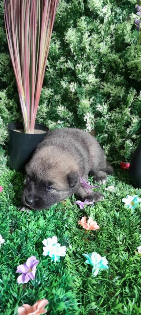 de nibele - Chiot disponible  - Eurasier