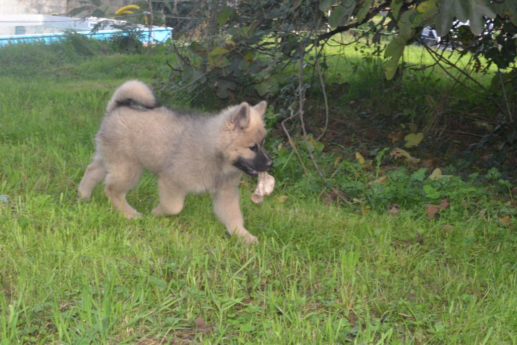 de nibele - Chiot disponible  - Eurasier