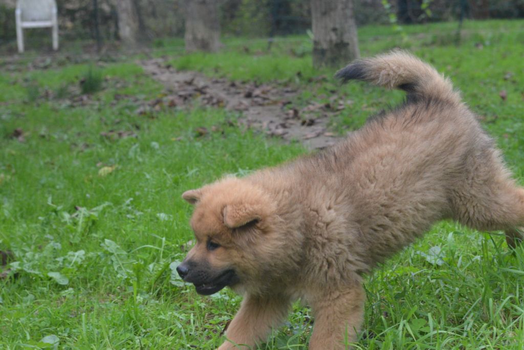 de nibele - Chiot disponible  - Eurasier