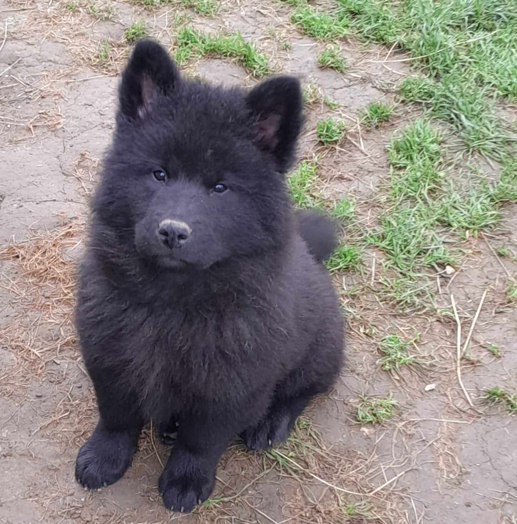 de nibele - Chiot disponible  - Eurasier