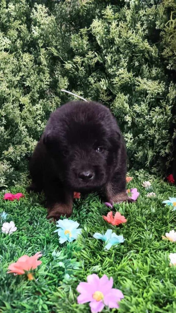 de nibele - Chiot disponible  - Eurasier