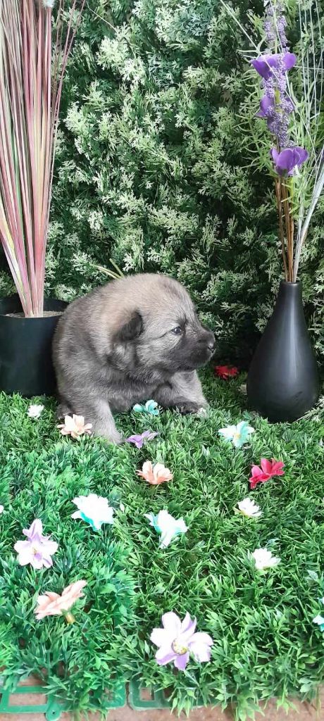 de nibele - Chiot disponible  - Eurasier