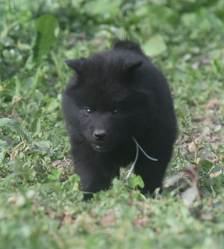 de nibele - Chiots disponibles - Eurasier