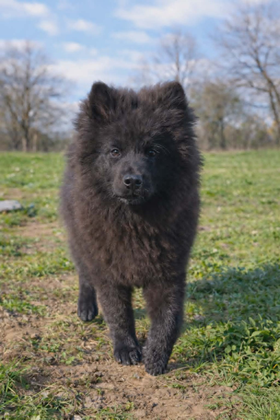 de nibele - Chiots disponibles - Eurasier