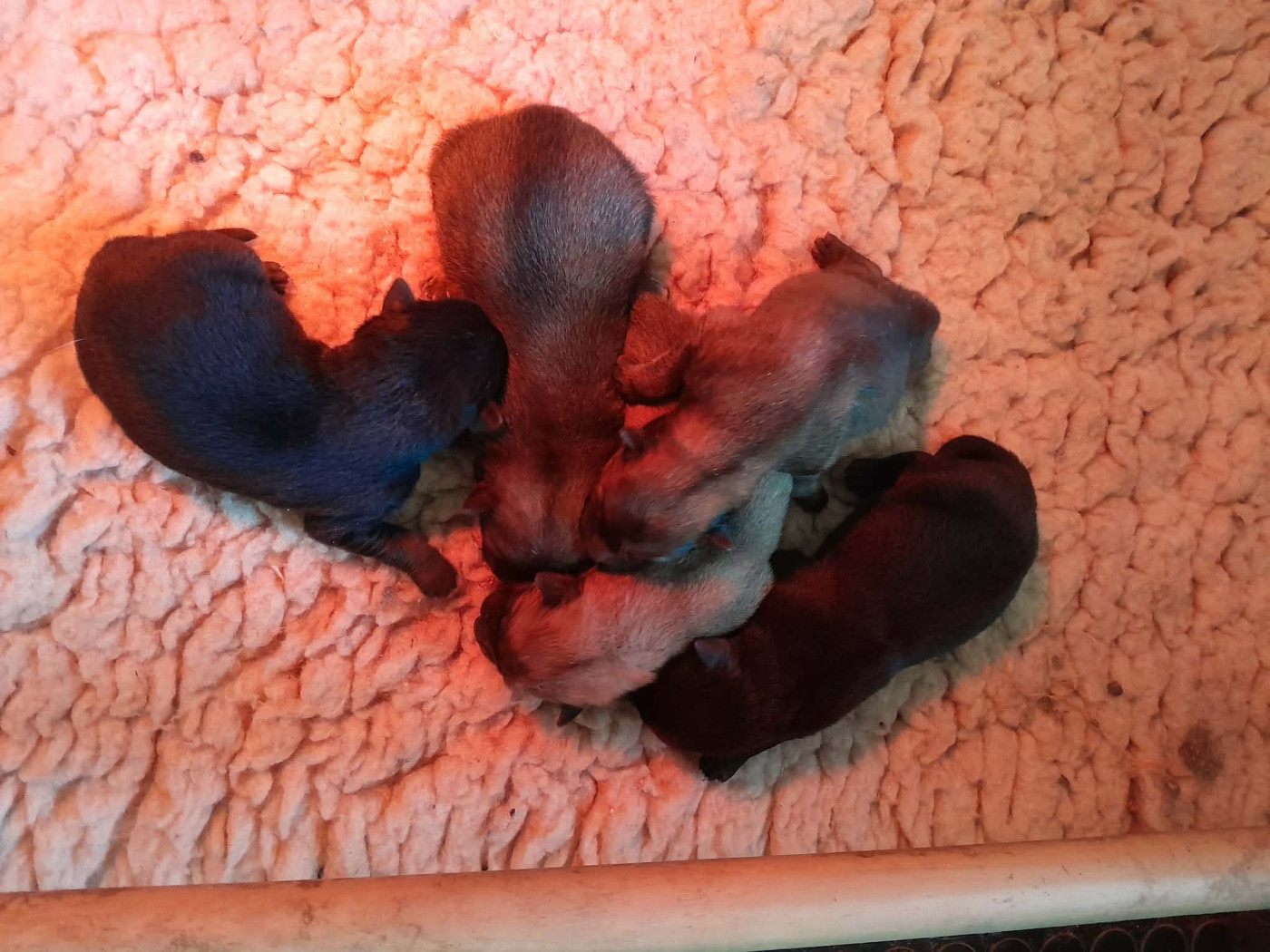 Chiot Eurasier de nibele