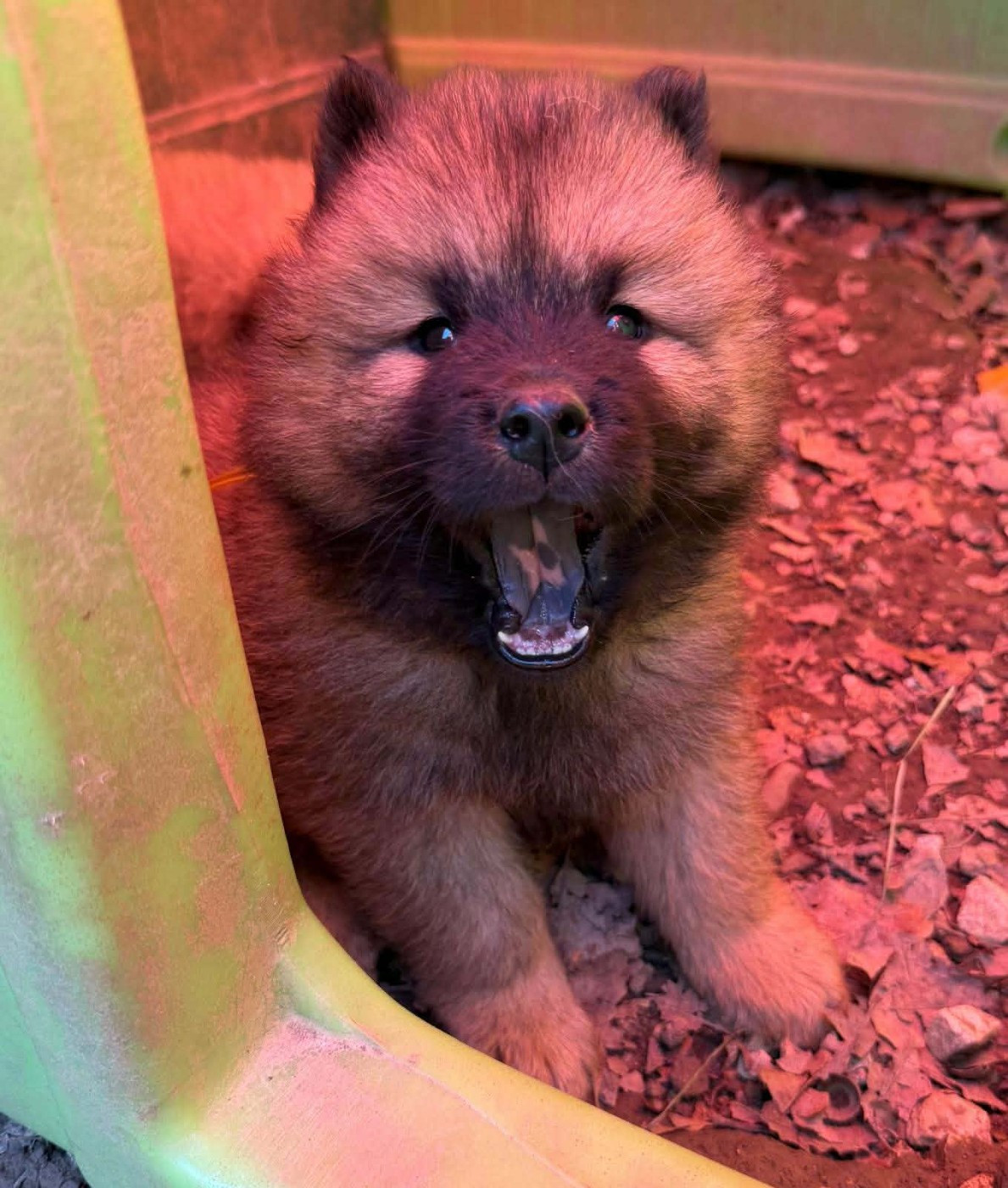 de nibele - Chiots disponibles - Eurasier