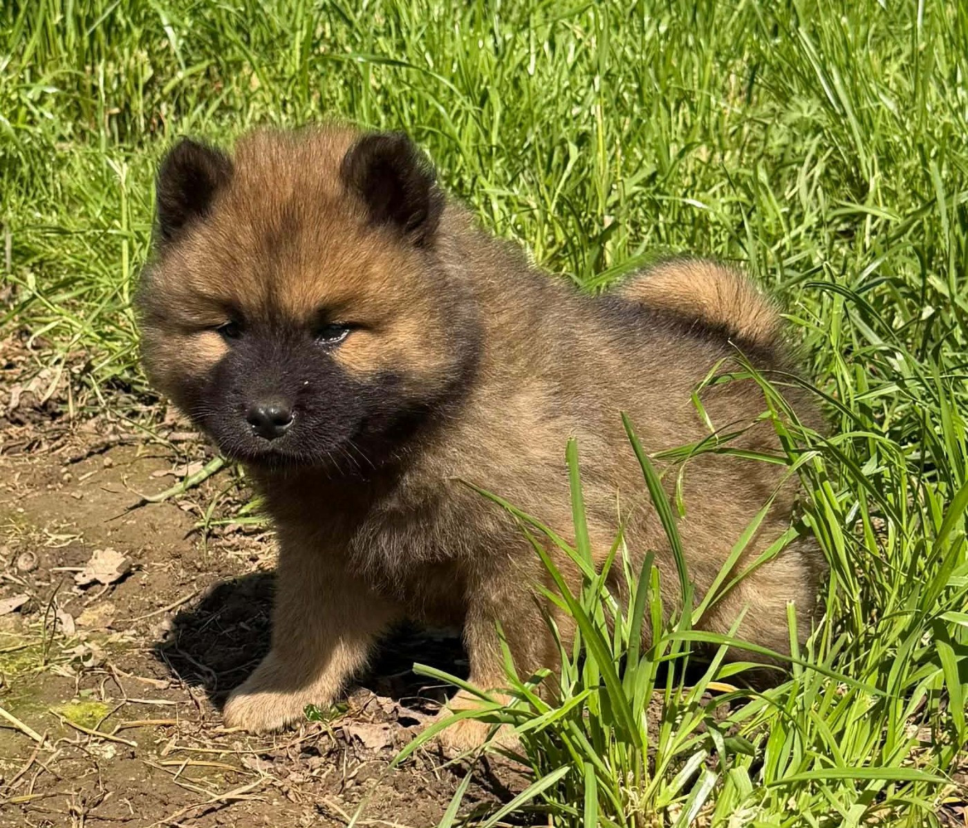 de nibele - Chiots disponibles - Eurasier