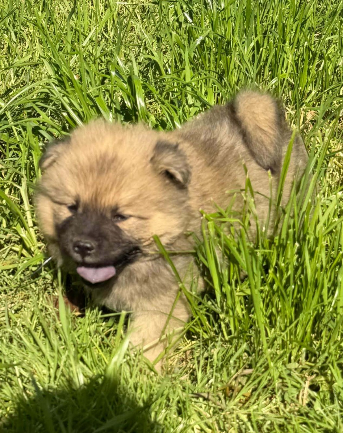 de nibele - Chiots disponibles - Eurasier
