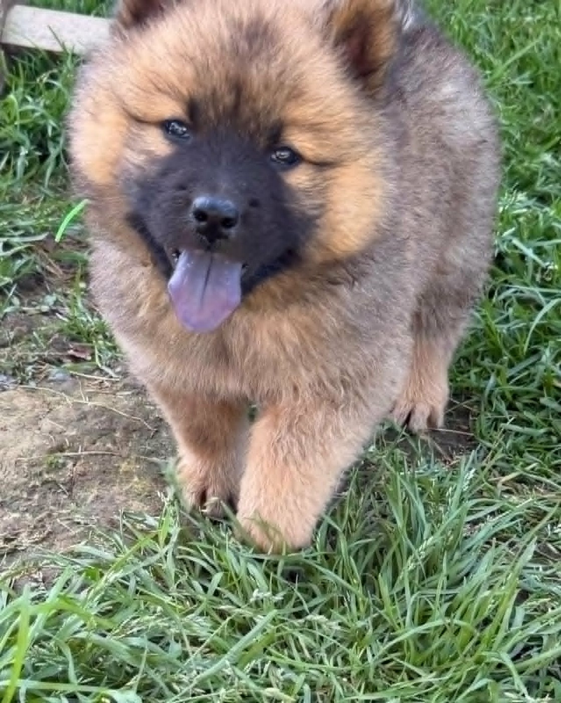 de nibele - Chiots disponibles - Eurasier