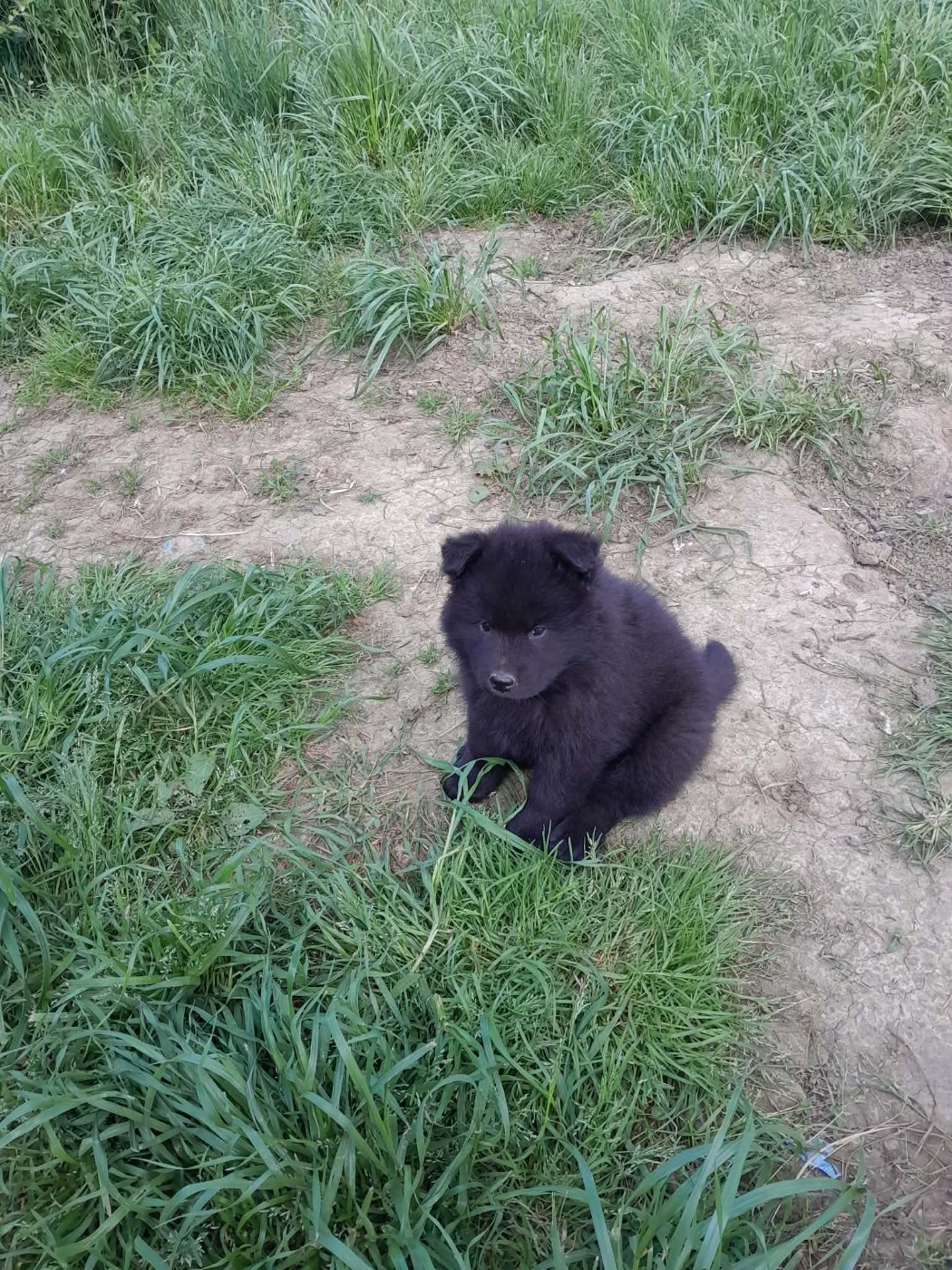 de nibele - Chiots disponibles - Eurasier