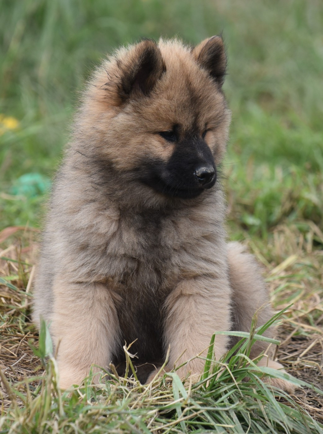 de nibele - Chiots disponibles - Eurasier