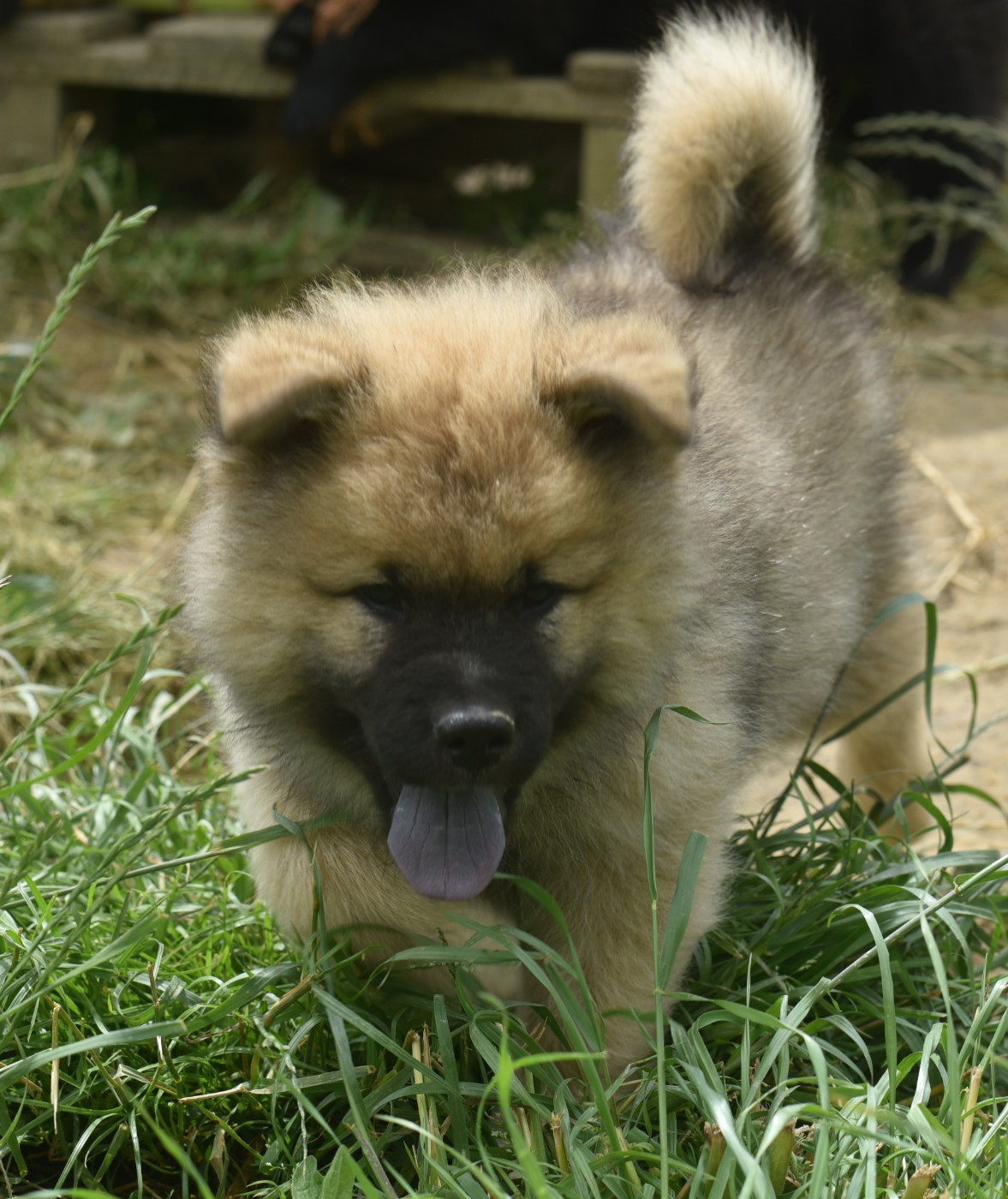 de nibele - Chiots disponibles - Eurasier