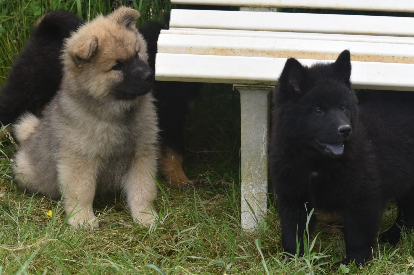 Chiot Eurasier de nibele