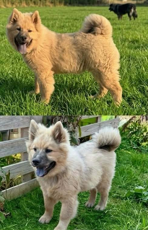 de nibele - Chiots disponibles - Eurasier