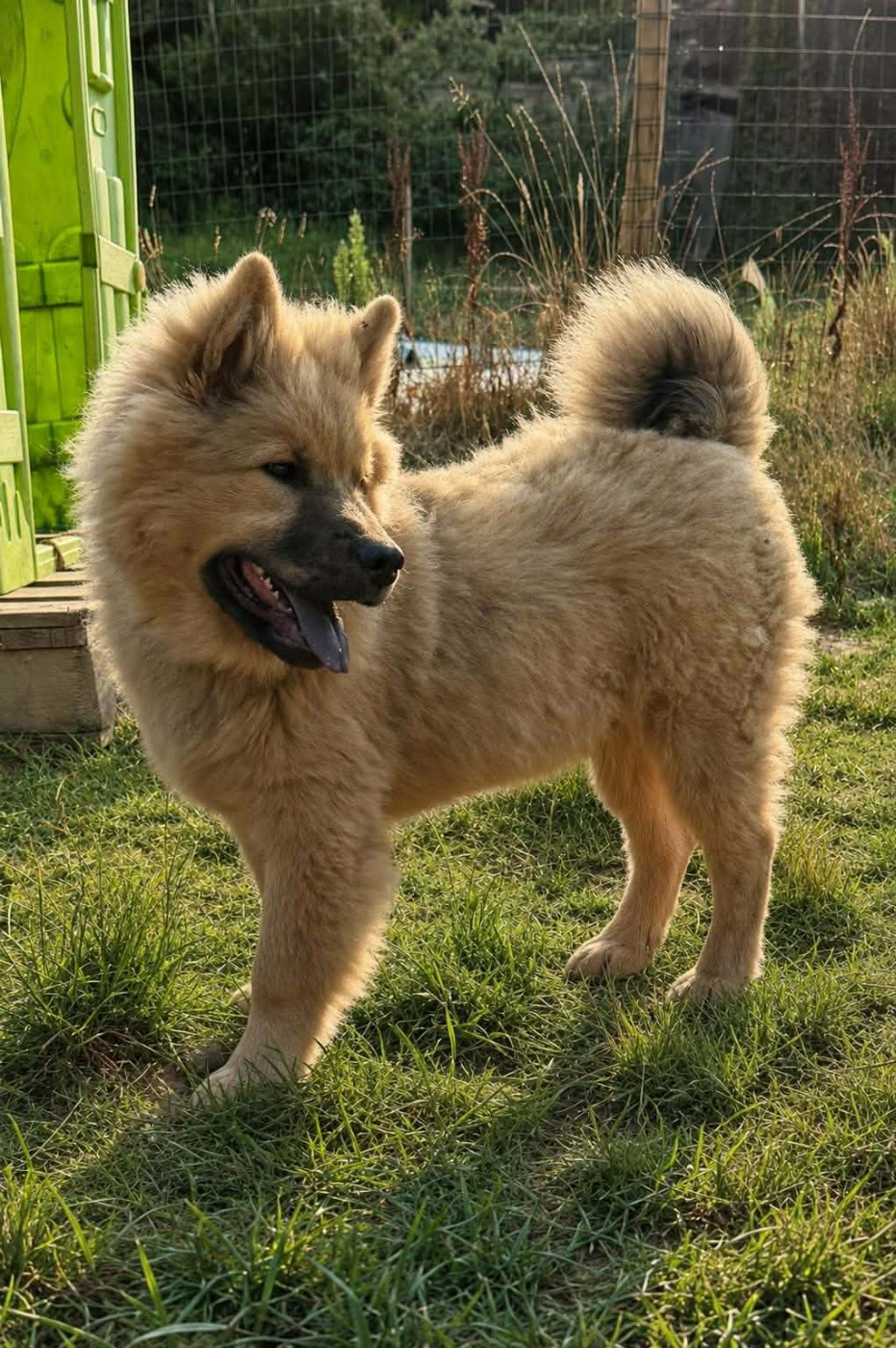 Chiot Eurasier de nibele
