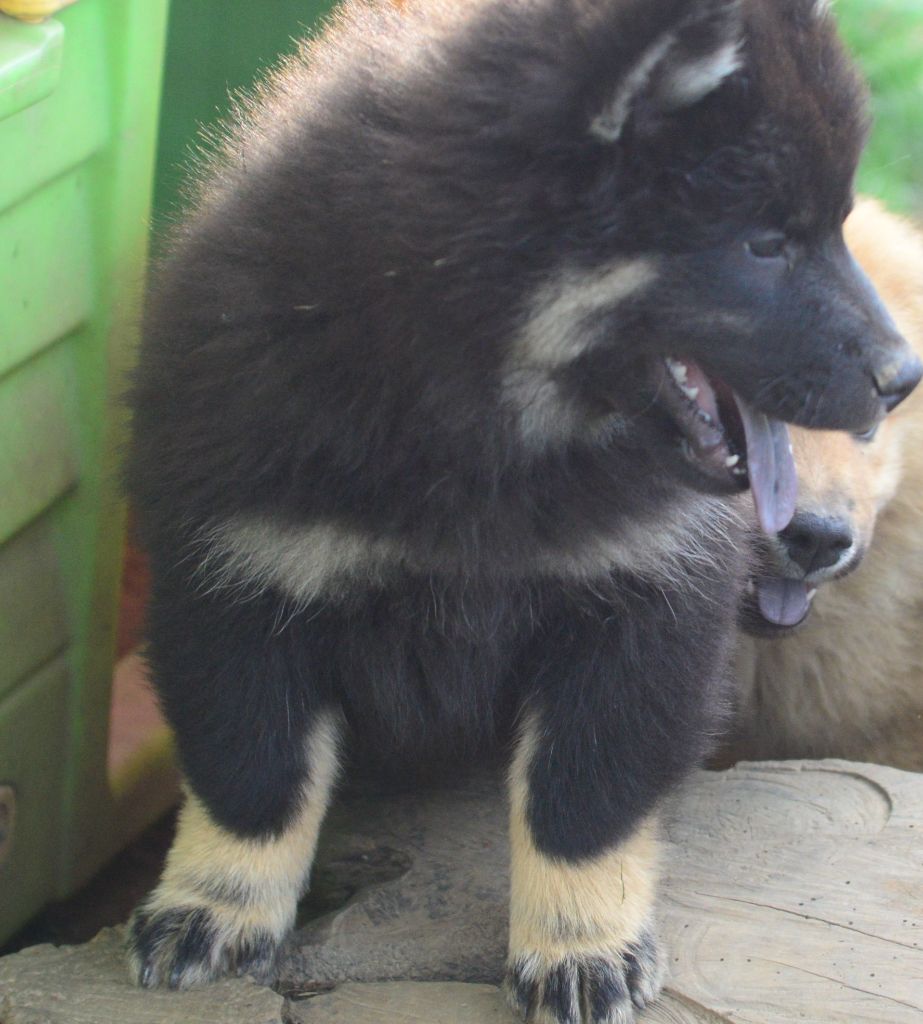 de nibele - Chiots disponibles - Eurasier