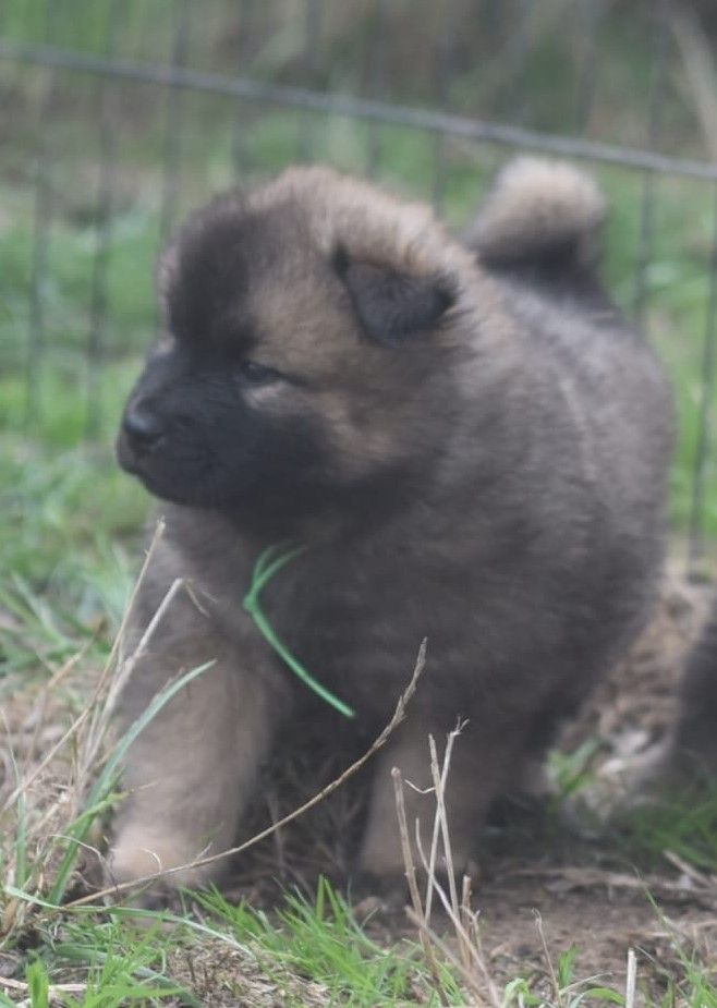 de nibele - Chiots disponibles - Eurasier