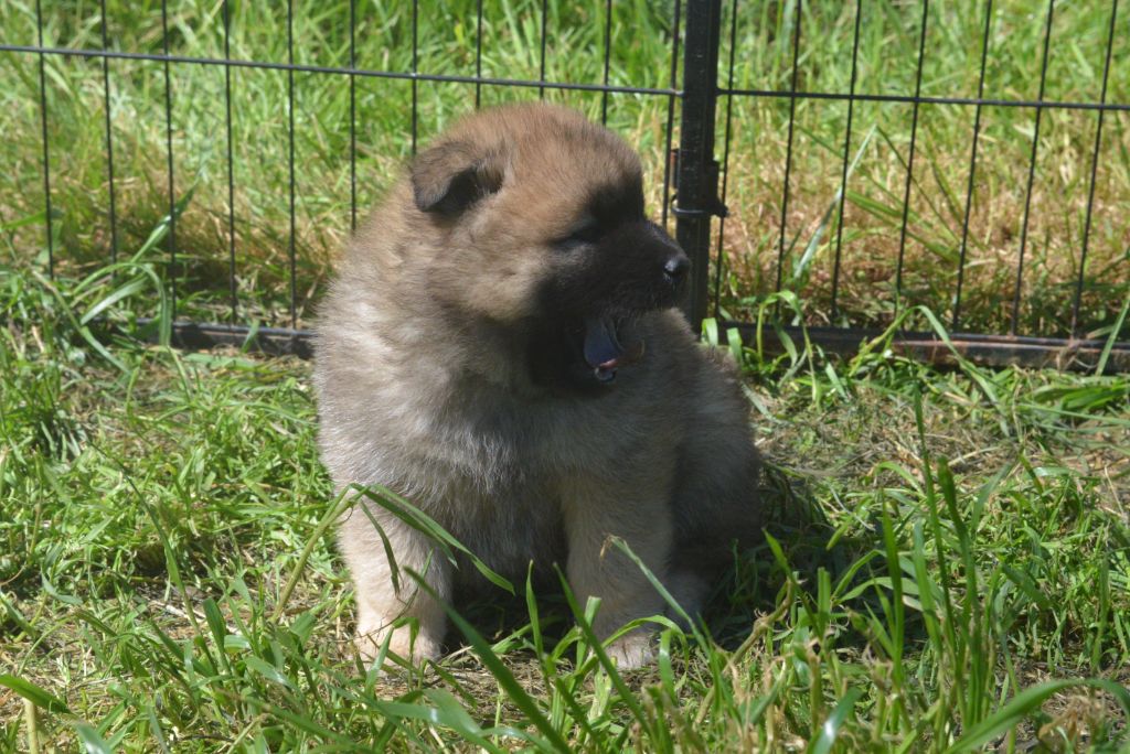 de nibele - Chiots disponibles - Eurasier