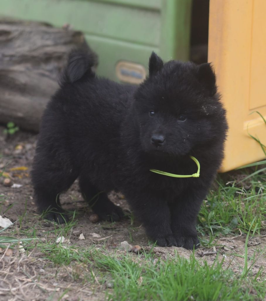 de nibele - Chiots disponibles - Eurasier