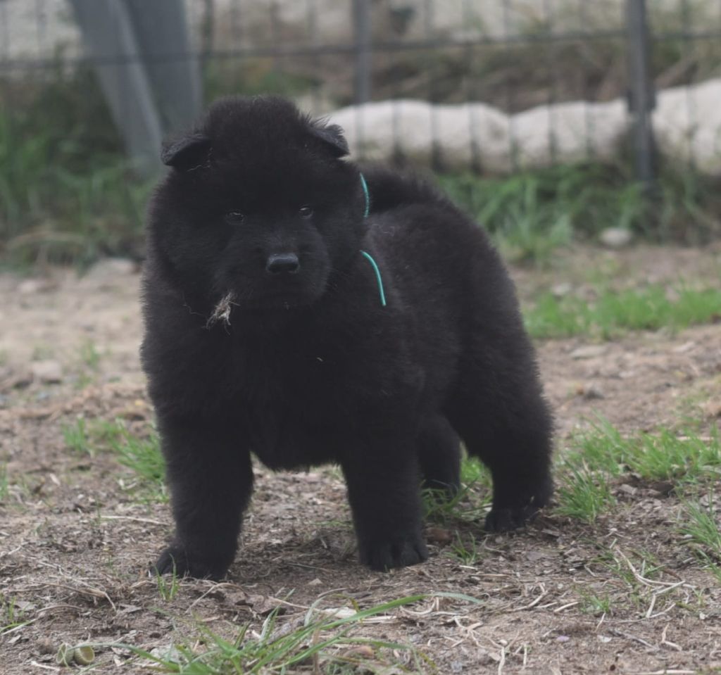 de nibele - Chiots disponibles - Eurasier