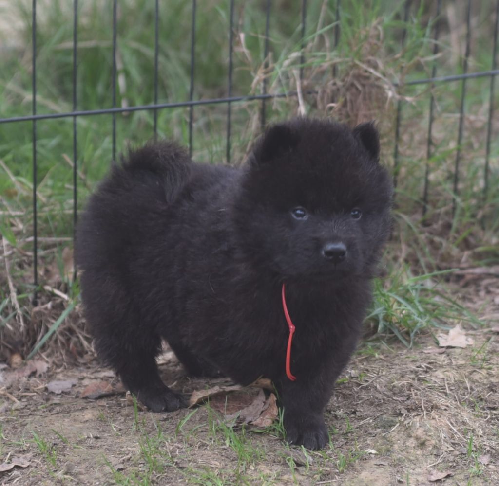 de nibele - Chiots disponibles - Eurasier