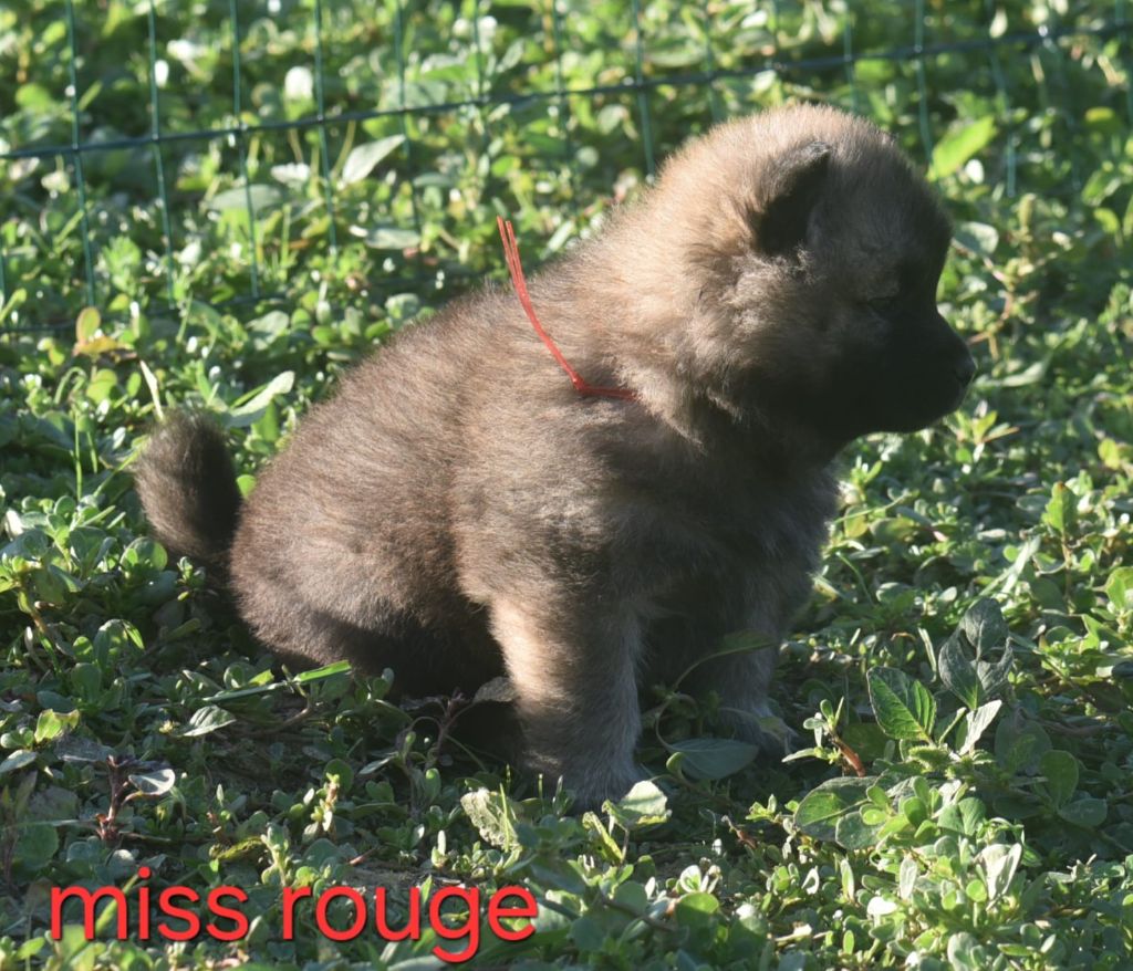 de nibele - Chiots disponibles - Eurasier