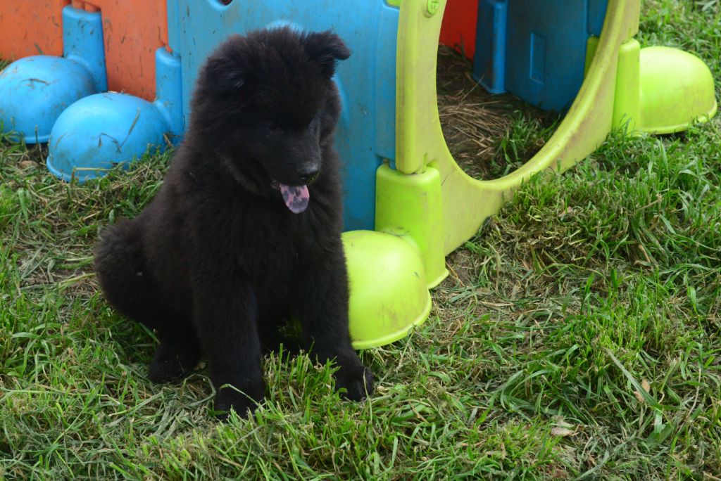 de nibele - Chiots disponibles - Eurasier