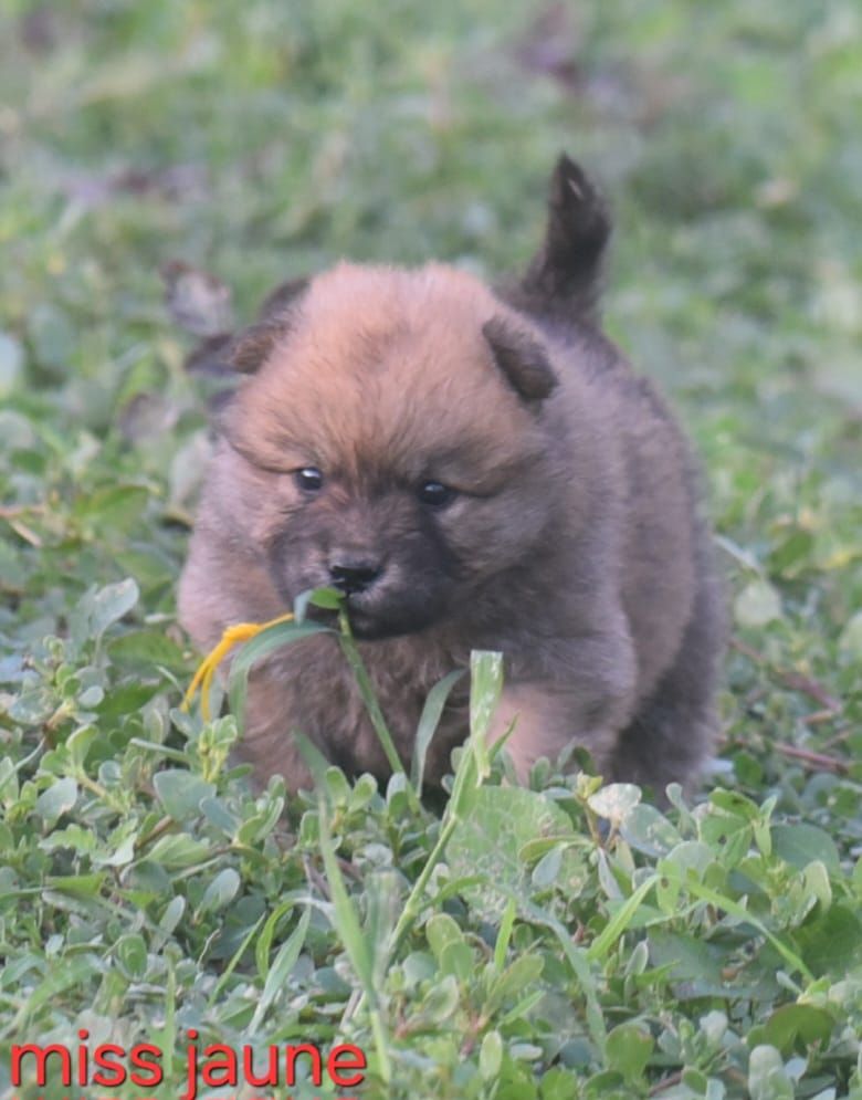 de nibele - Chiots disponibles - Eurasier