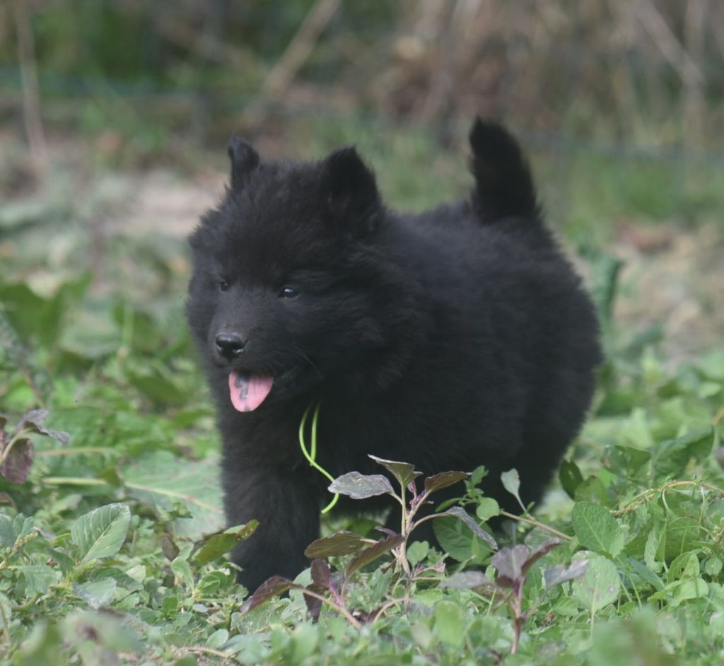 de nibele - Chiots disponibles - Eurasier