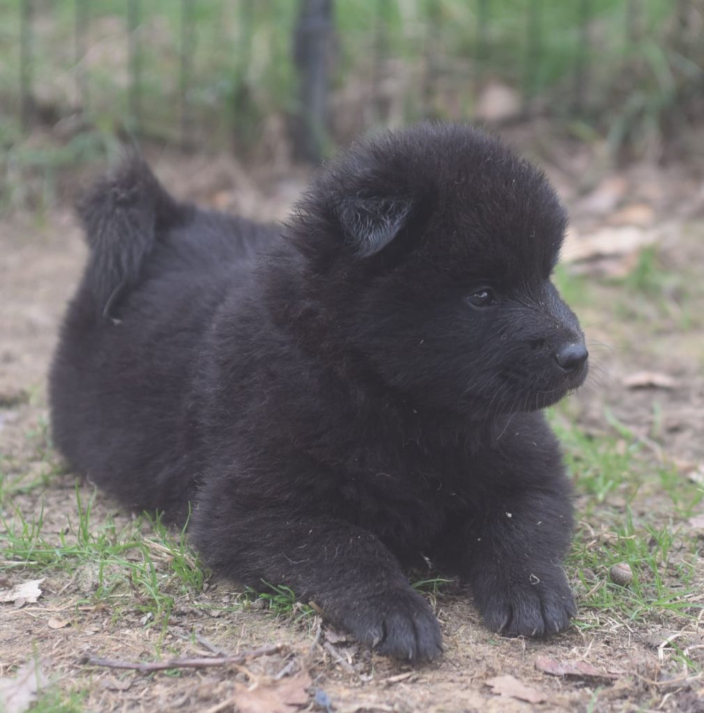 de nibele - Chiots disponibles - Eurasier