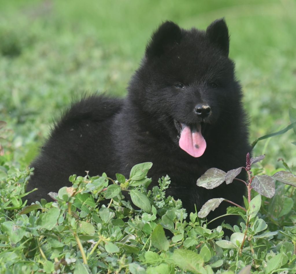 de nibele - Chiots disponibles - Eurasier