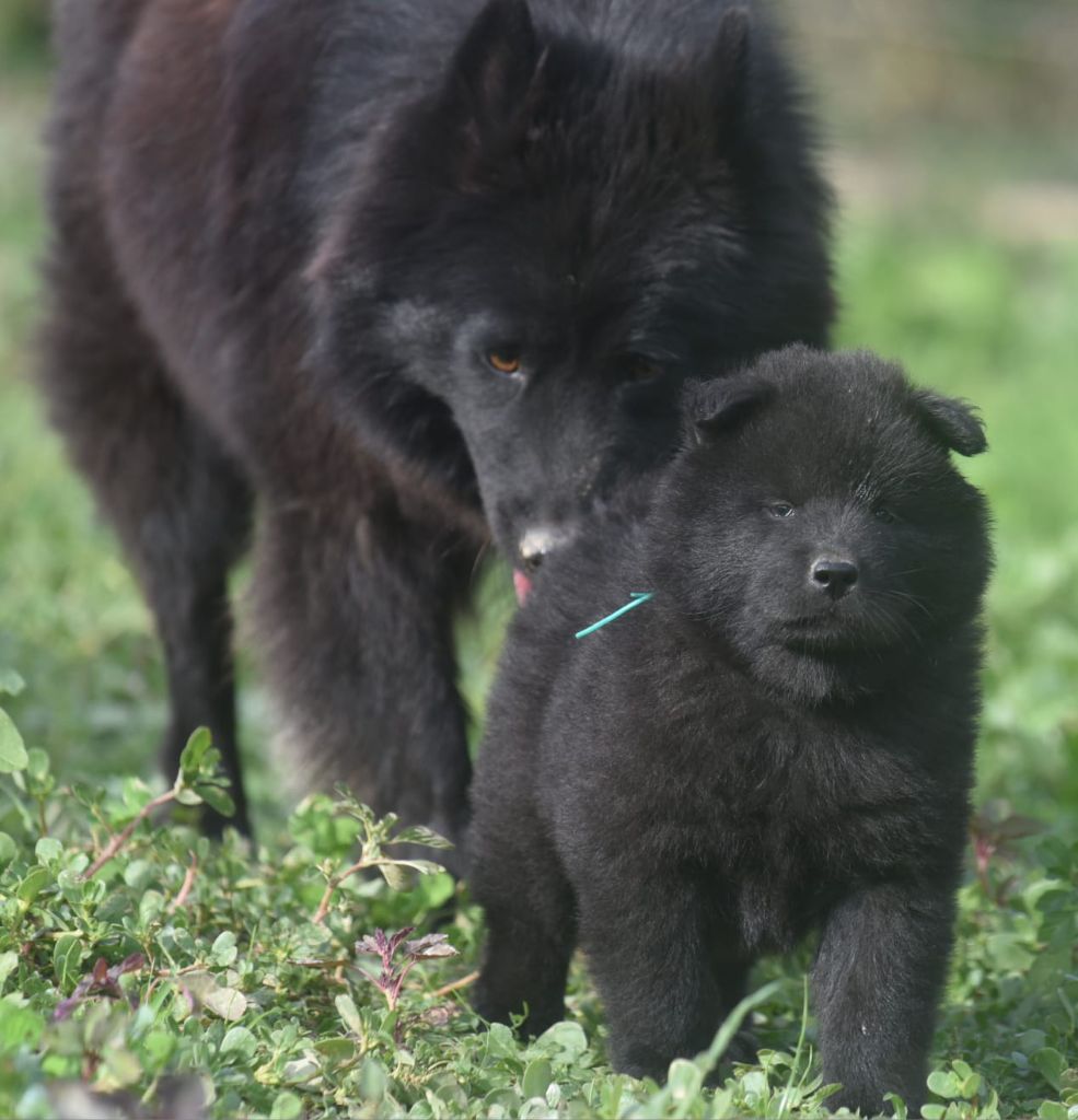 de nibele - Chiots disponibles - Eurasier