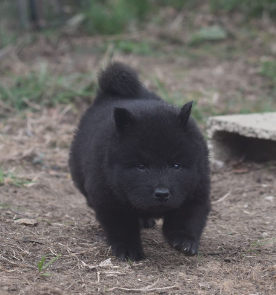 de nibele - Chiots disponibles - Eurasier